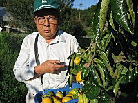 先代の柿名人　30年以上西条柿を研究し続けてきました