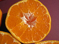 瀬戸田　はるみオレンジ　爽やかな酸味と甘みを楽しんでください。