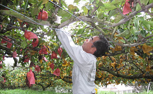 【タマル農園】農園主　田丸隆教氏　先代から引き継いだ梨農園を大切に守っている。「美味しい」の言葉ために、あとひと手間を忘れない。