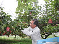 【タマル農園】農園主　田丸隆教氏　梨を一つ一つ丁寧に、そして優しく育てています